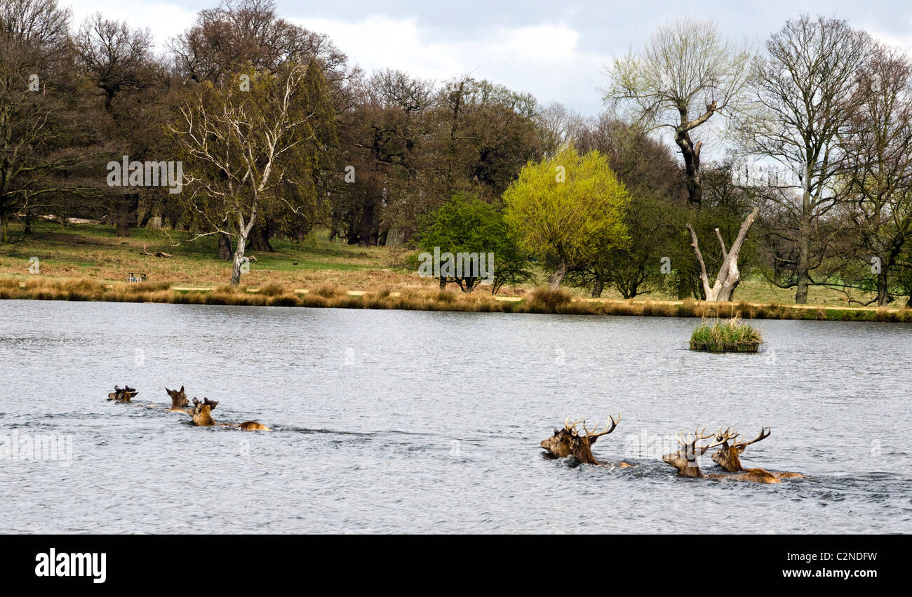Hirsche, Baden im Teich an der Richmond Park, London, England, Großbritannien, UK Stockfoto
