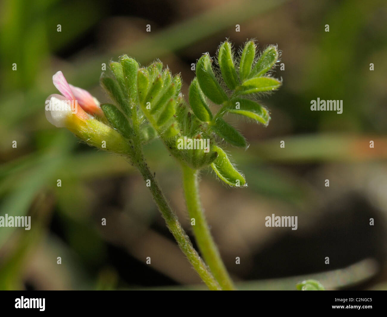 Vogels-Foot, Ornithopus perpusillus Stockfoto