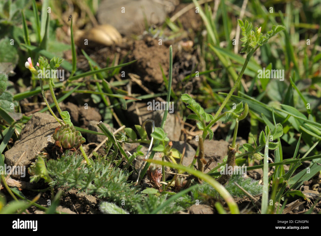 Vogels-Foot, Ornithopus perpusillus Stockfoto