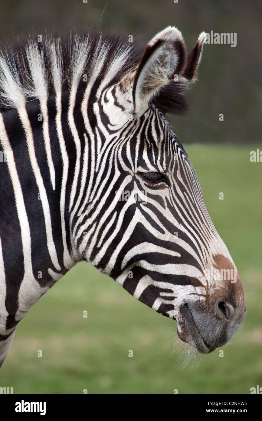 Ein Profilbildnis einer Grevy-Zebra Stockfoto