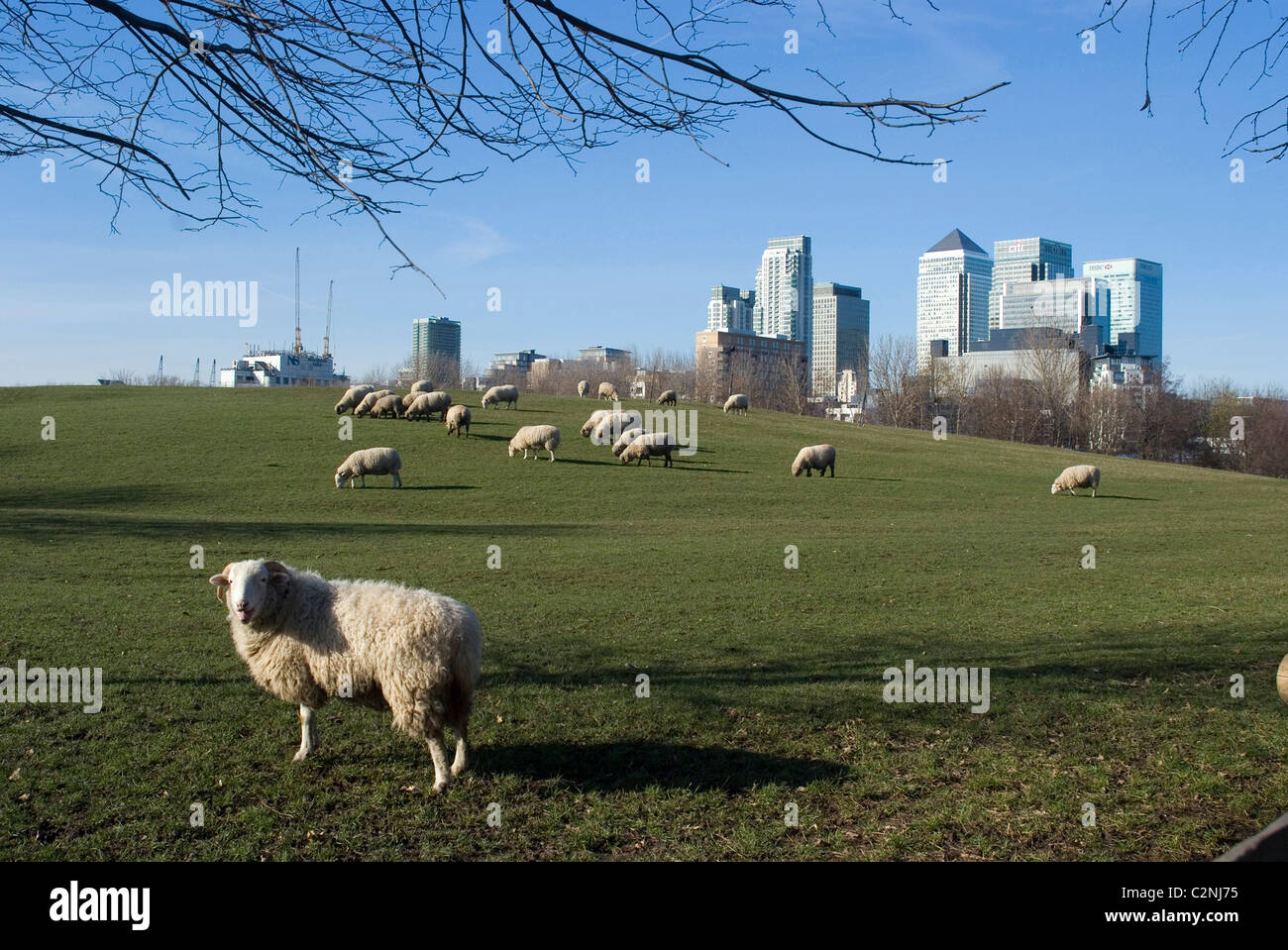 Schafherde im Mudchute Park und Bauernhof vor Canary Wharf, Docklands, Isle of Dogs, London, E14, England Stockfoto