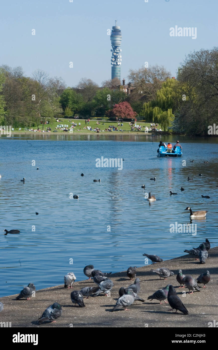 See mit Booten mit Tauben im Vordergrund und BT Tower im Hintergrund, Regents Park, London NW1, England Stockfoto