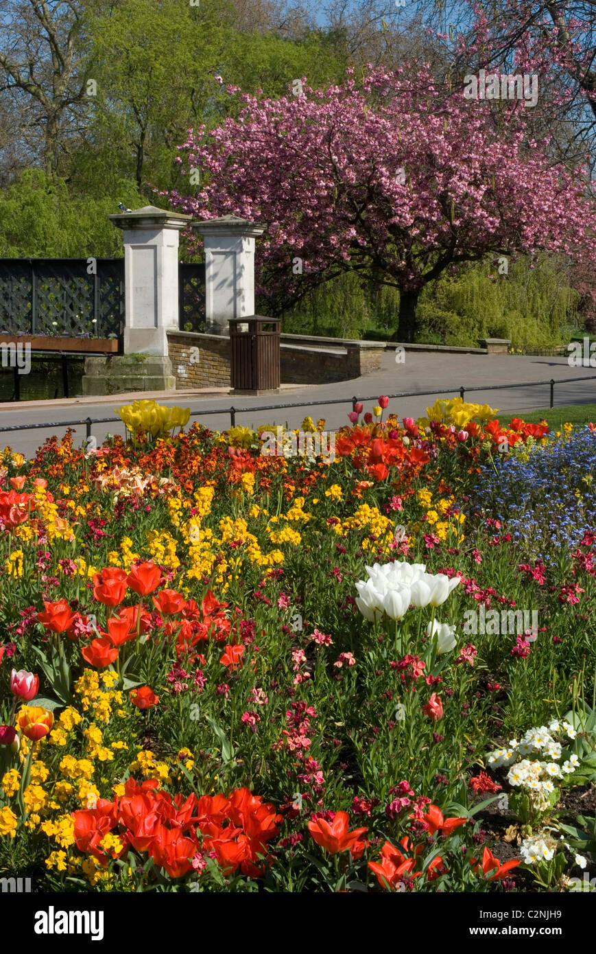 Spektakuläre Frühling Blumen, Regents Park, London, NW1, England Stockfoto