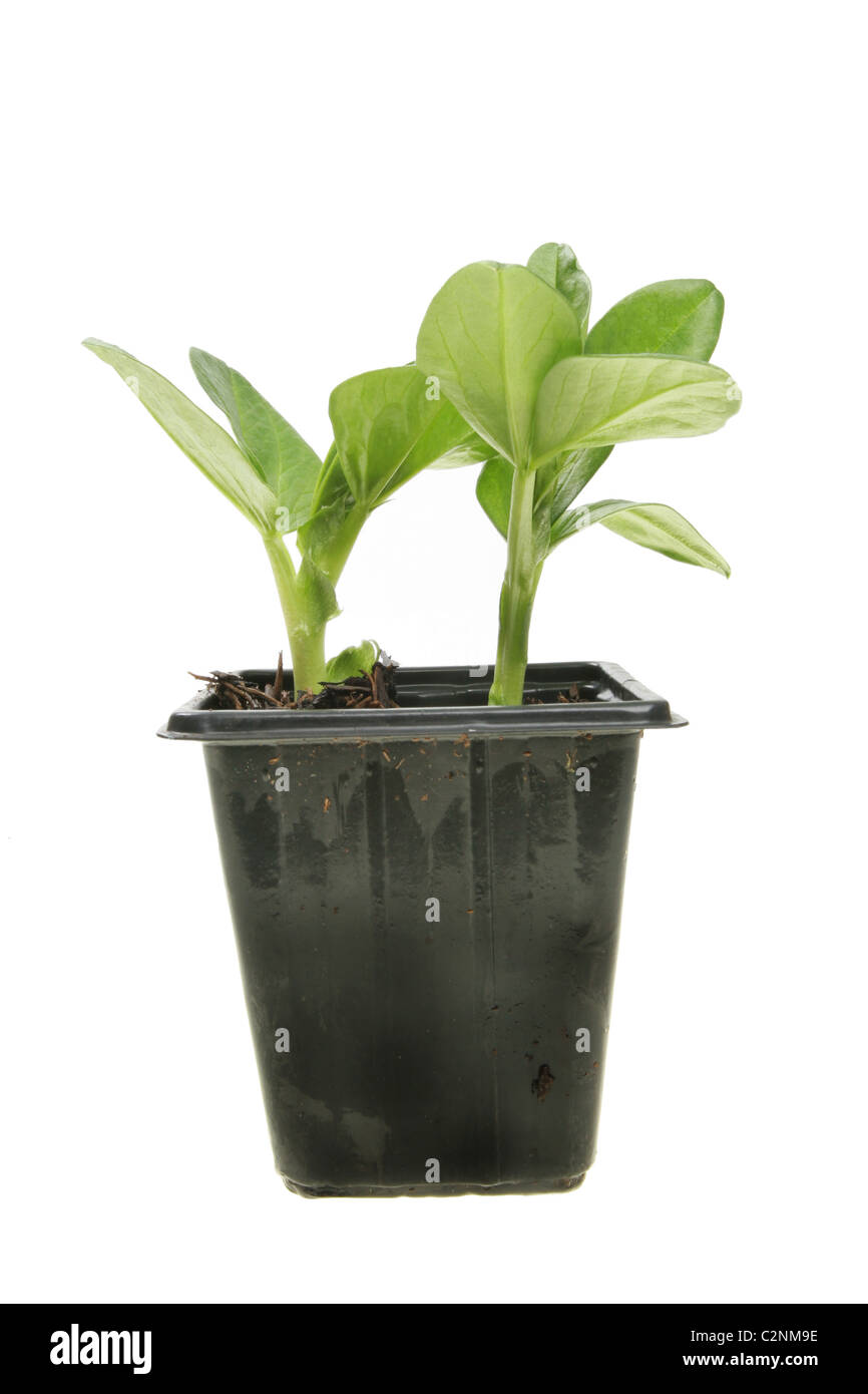 Zwei Bohnen Sämlinge in einem Topf gegen weiß Stockfoto