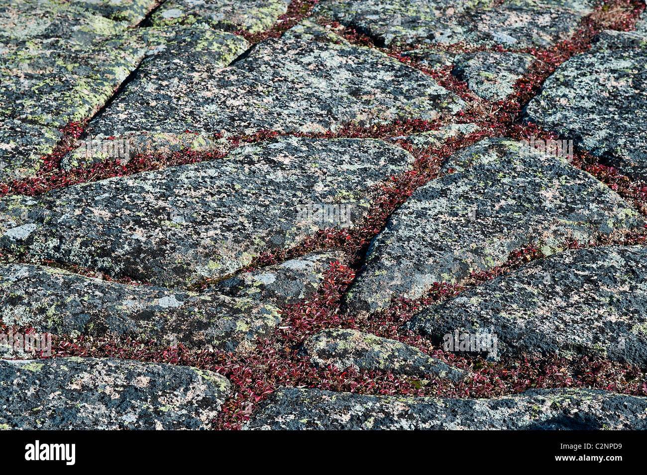 Bodendecker und Granit, Cadillac Mountain, Maine, USA Stockfoto