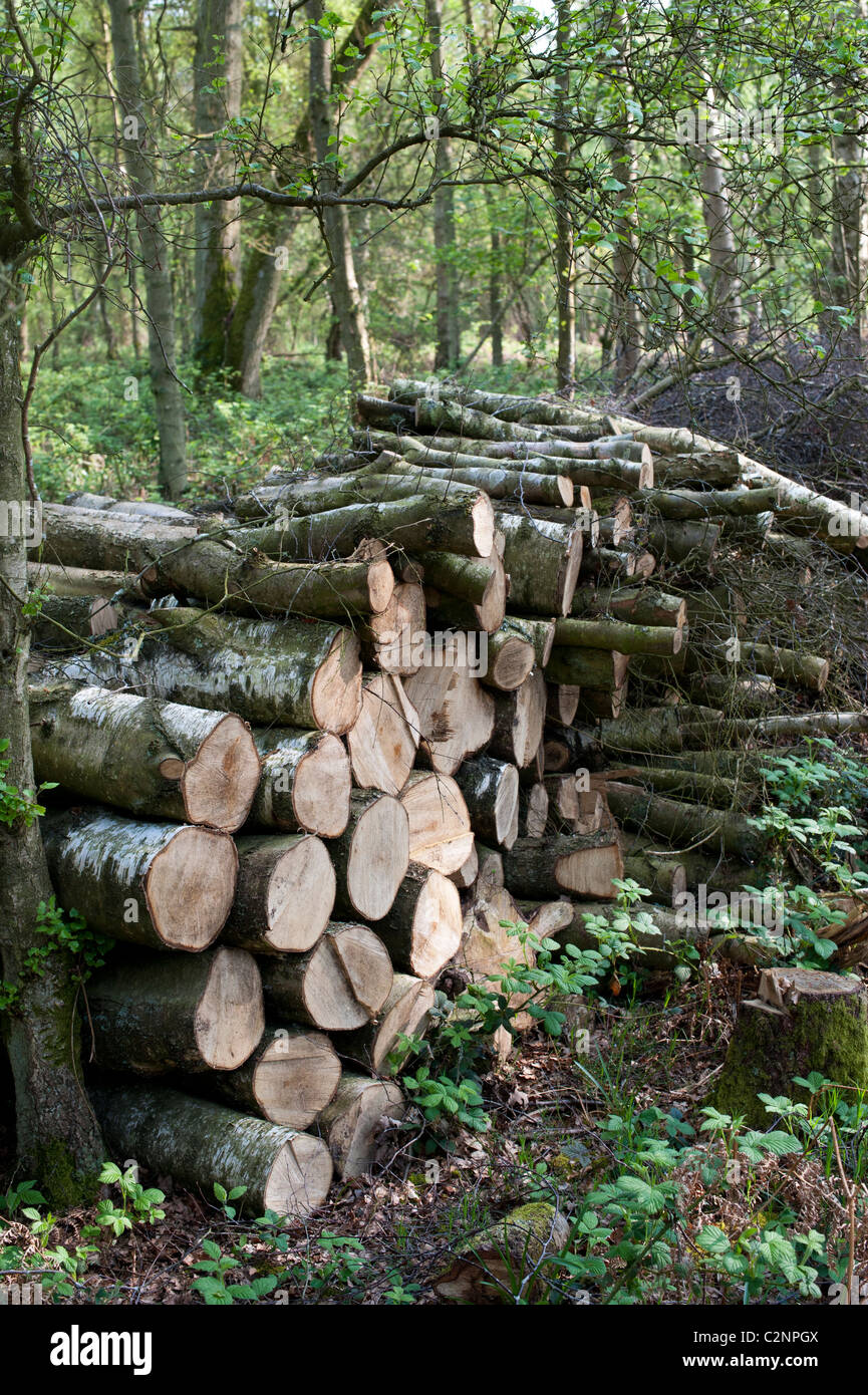 Stapel von gehackten Bäume in einem Wald für eine Wildlife Habitat links. Oxfordshire, UK Stockfoto