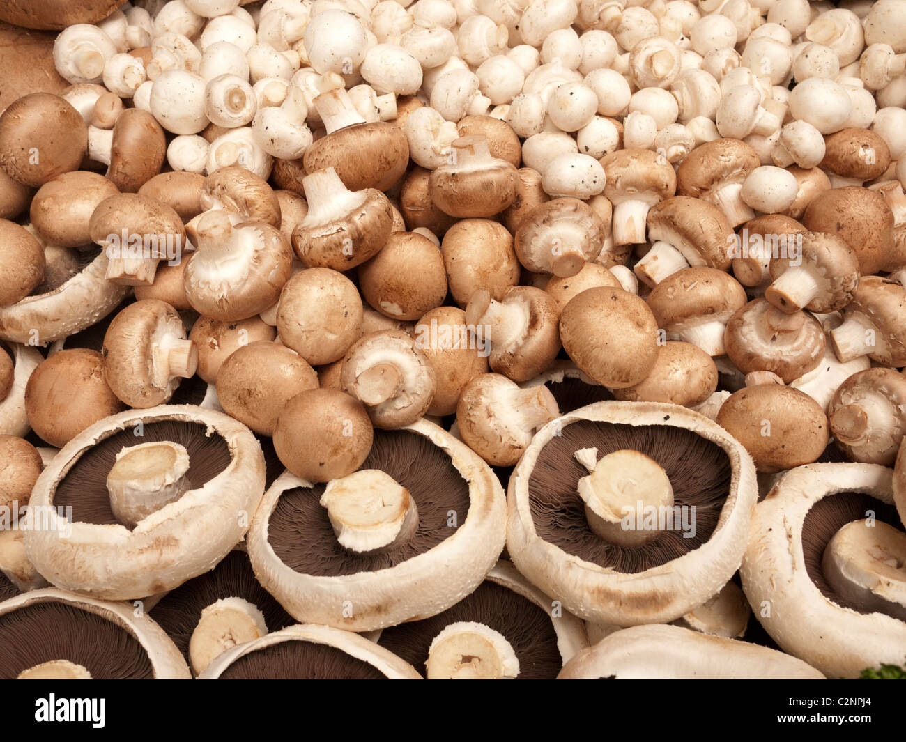 Schaltfläche "Pilz-Auswahl Stockfoto