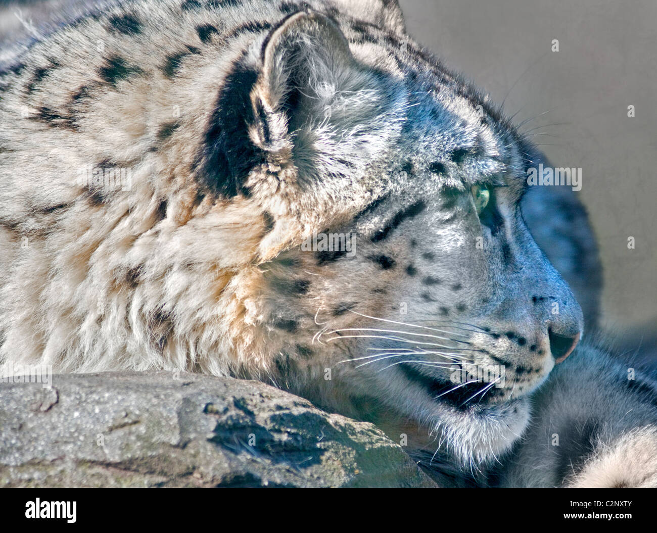Snow Leopard (Uncia Uncia) Indeever, Marwell Wildlife, UK Stockfoto
