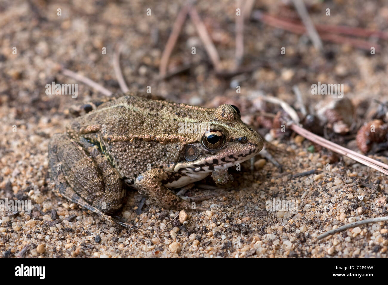 Iberische Pool Frosch - Rana Perezi, Algarve Portugal Stockfoto