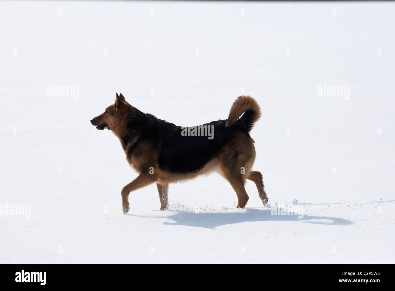 Hund läuft im Schnee Stockfoto