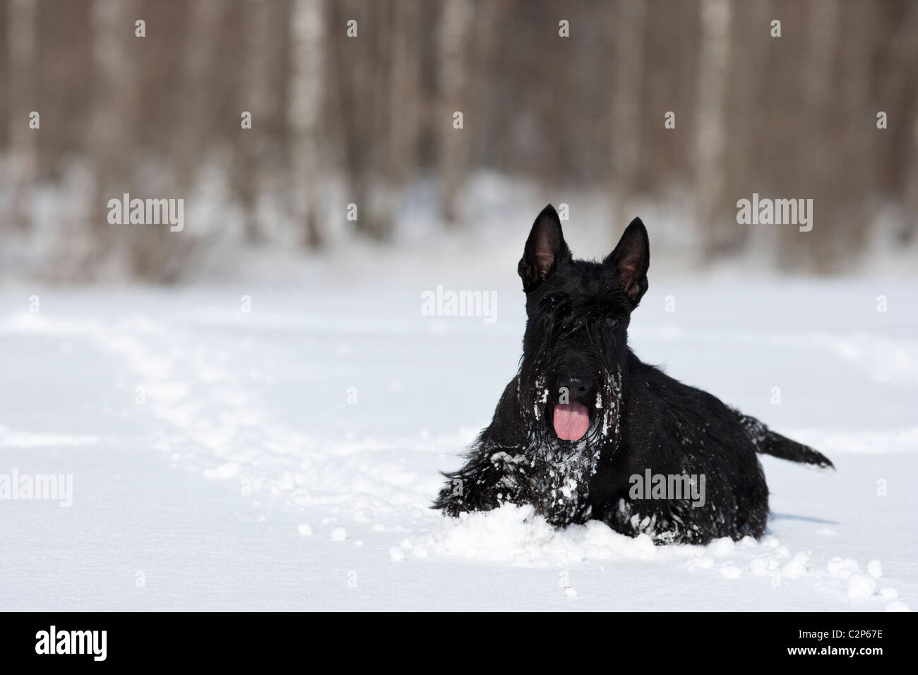 Scottish Terrier im Schnee Stockfoto