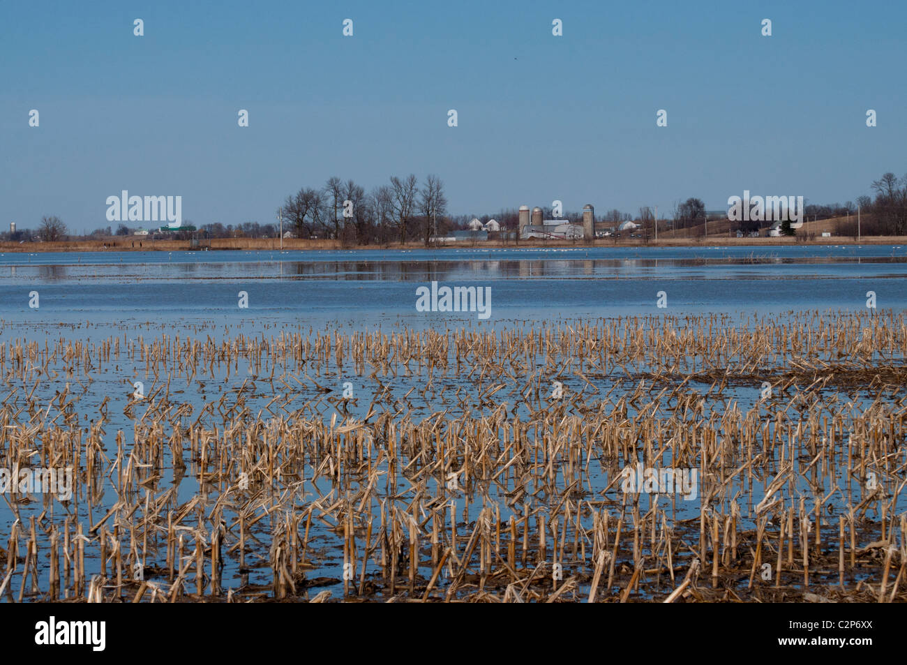 Überfluteten Kornfelder sind eine vorübergehende Ruhe Platz für Tausende von Schneegänsen migrieren Norden im Frühjahr. Stockfoto