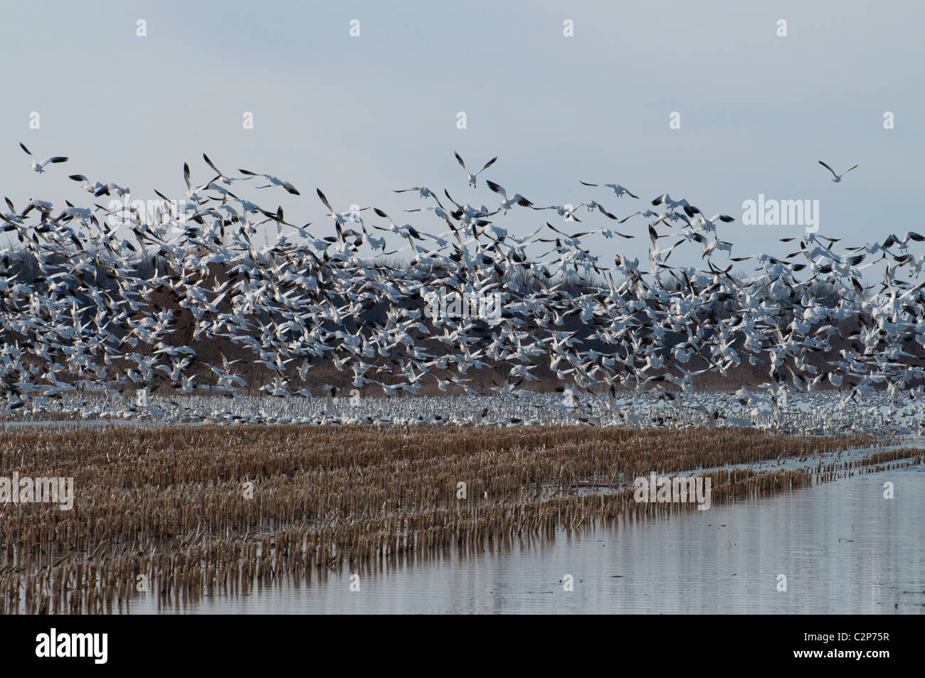 Tausende von Schneegänsen steigt aus dem Wasser in ihre jährliche Frühjahrswanderung. Stockfoto