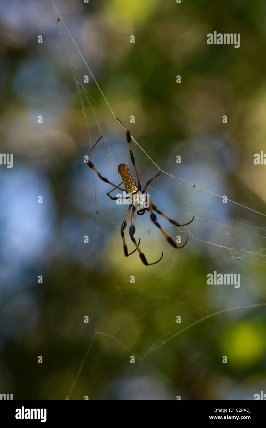 Goldene Seidenspinne seine Web, Miami, Florida Stockfoto