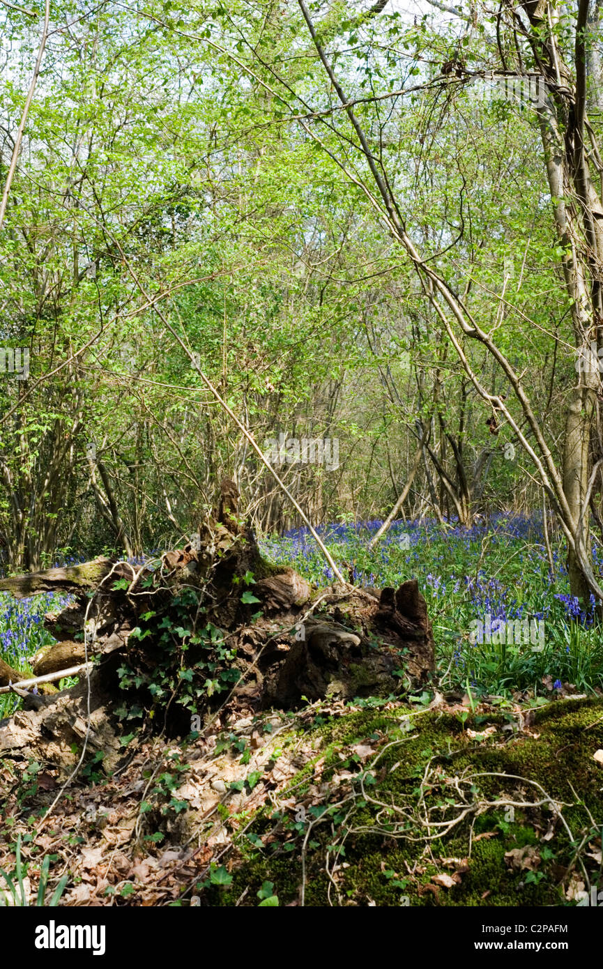 Glockenblumen in den Wald von Bere Southwick england Stockfoto