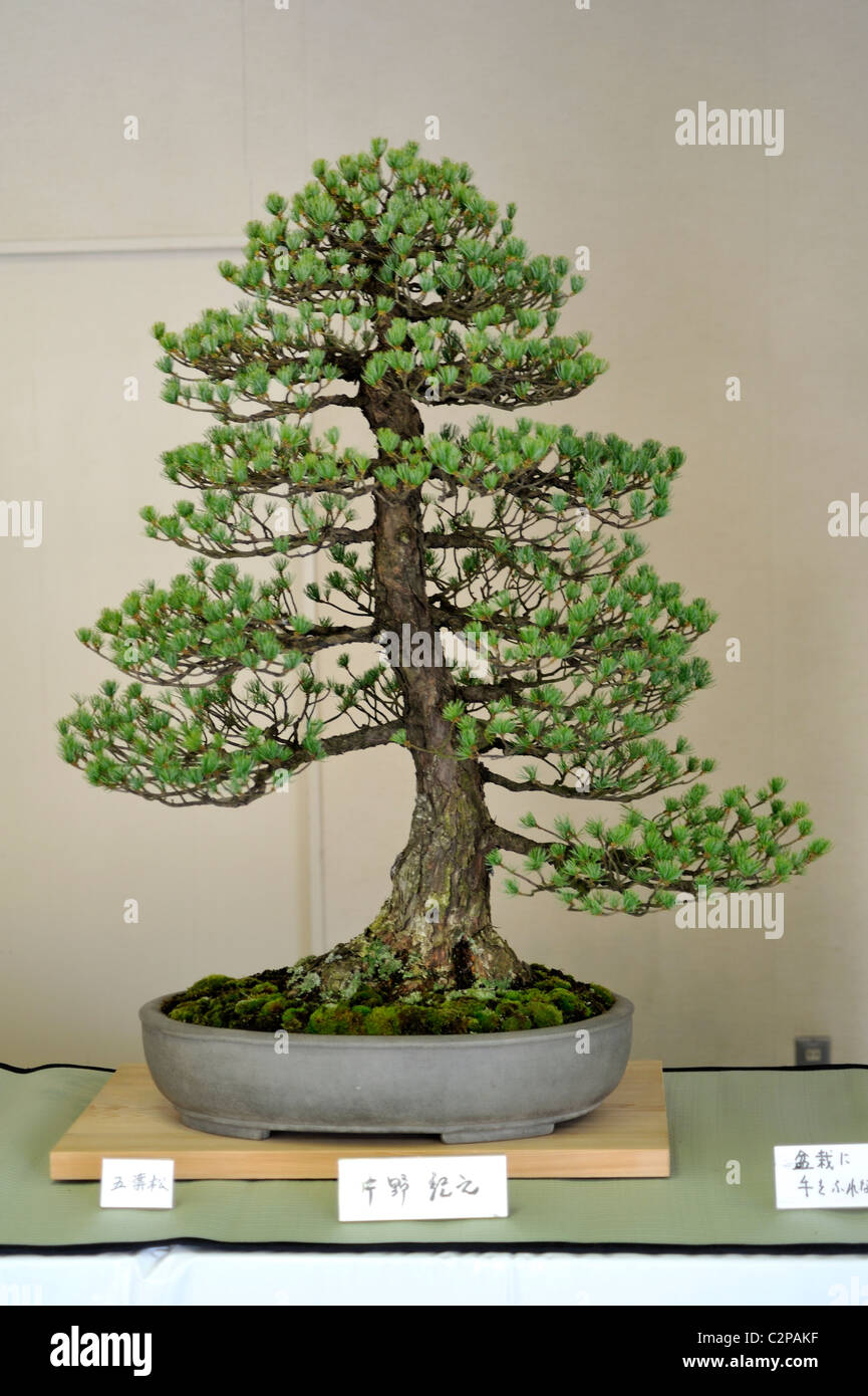 Miniatur-Tannenbaum am Bonsai zeigen in Nikko Stockfotografie - Alamy