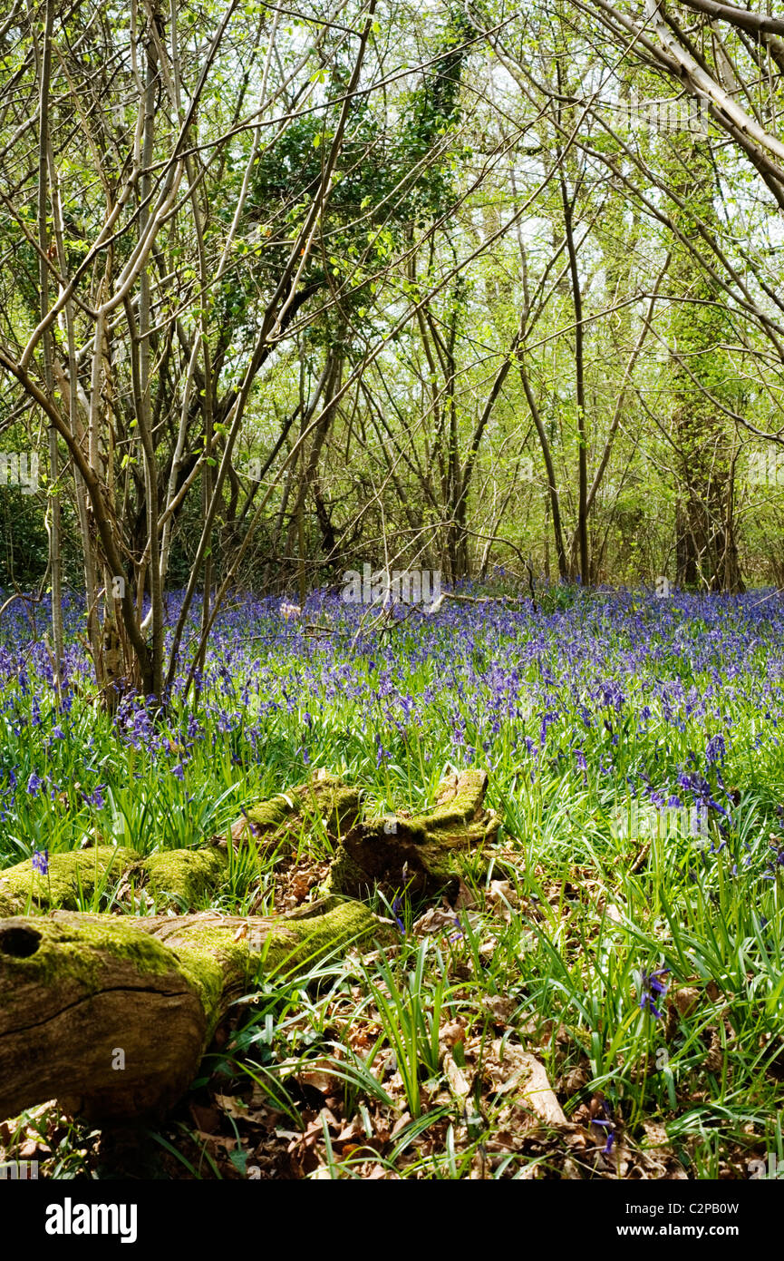 Glockenblumen in den Wald von Bere Southwick england Stockfoto