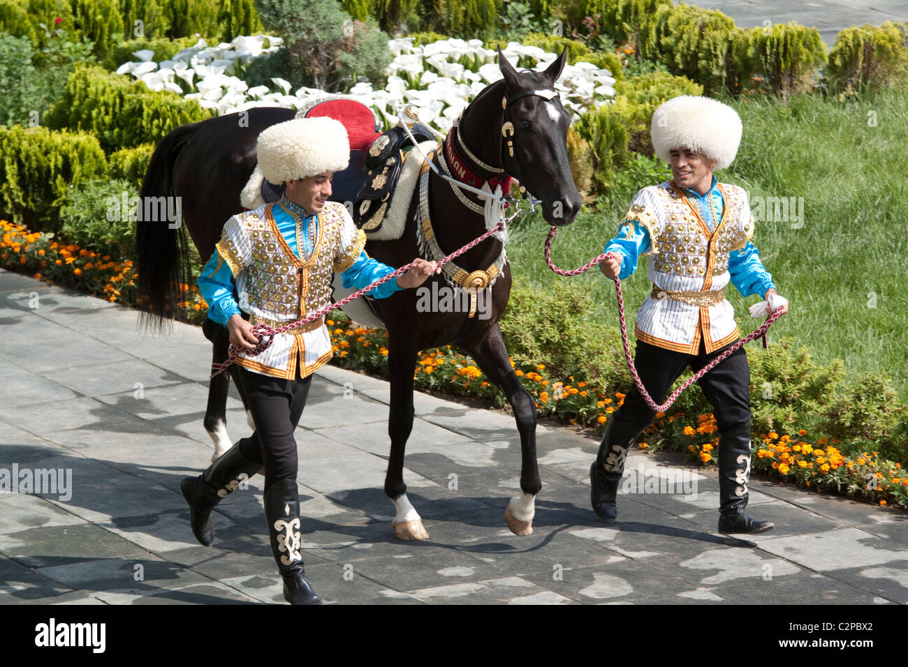 Ein Ahal Teke-Pferd ist auf turkmenische Pferd Nationalfeiertag, Turkmenstan vorgeführt. Stockfoto