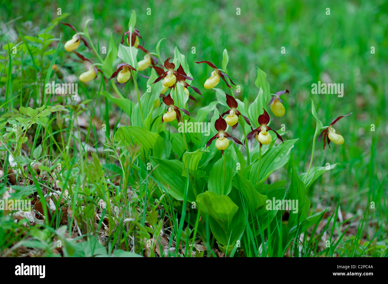 Frauenschuh, Cypripedium Calceolus, Frauenschuh Orchidee Stockfoto