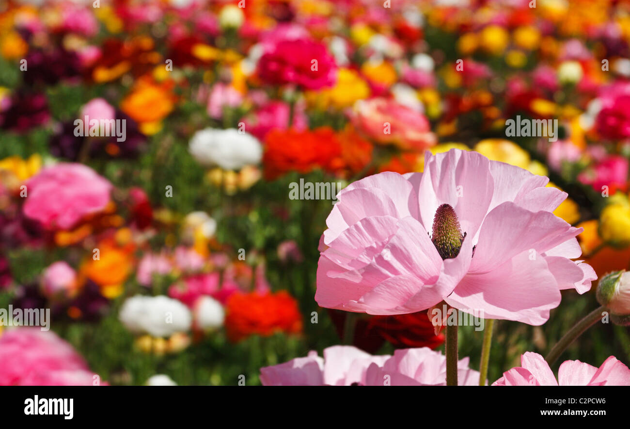 Eine Ranunkel Blüte zählt zu einer Gruppe von bunten Blumen. Stockfoto