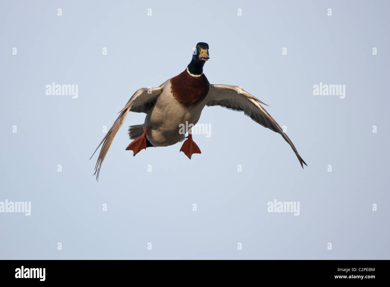 Männliche Stockente Ente im Flug und mit Füßen nach unten absteigend und schalenförmig Flügel. Stockfoto