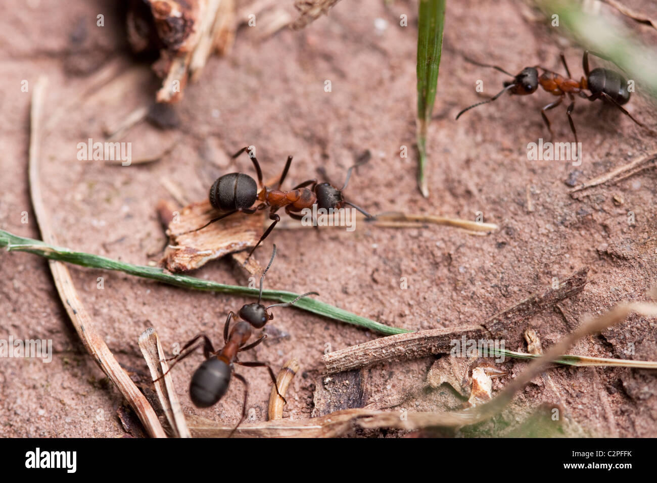 Europäische rote Waldameisen (Formica Rufa) Stockfoto