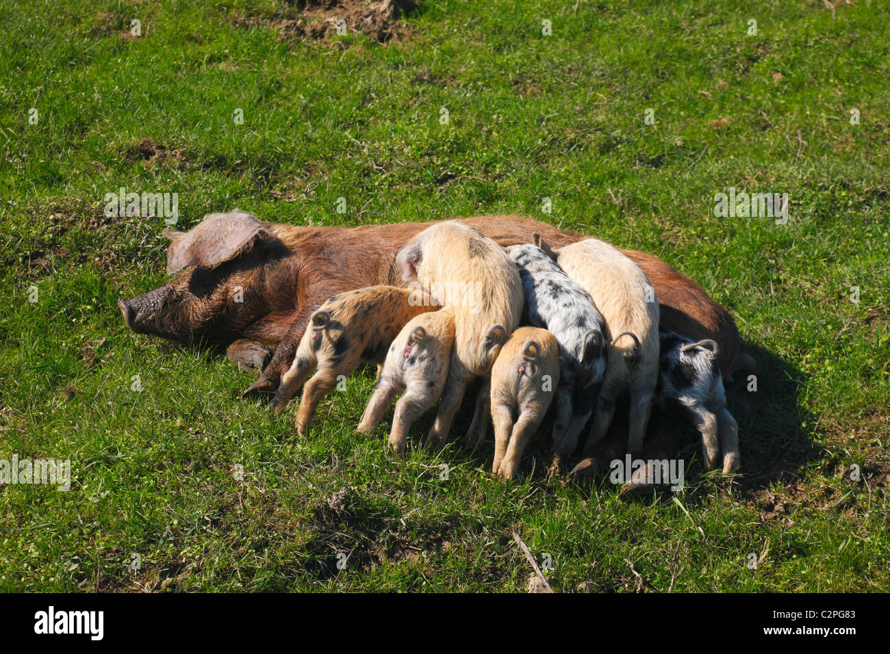 Sau, Ferkel saugen Stockfoto