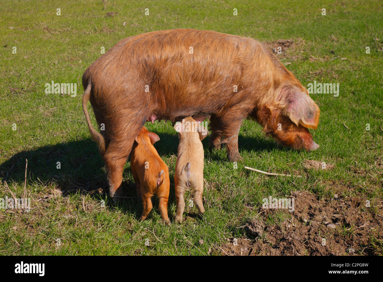 Mutter Schwein und zwei Ferkel Stockfoto