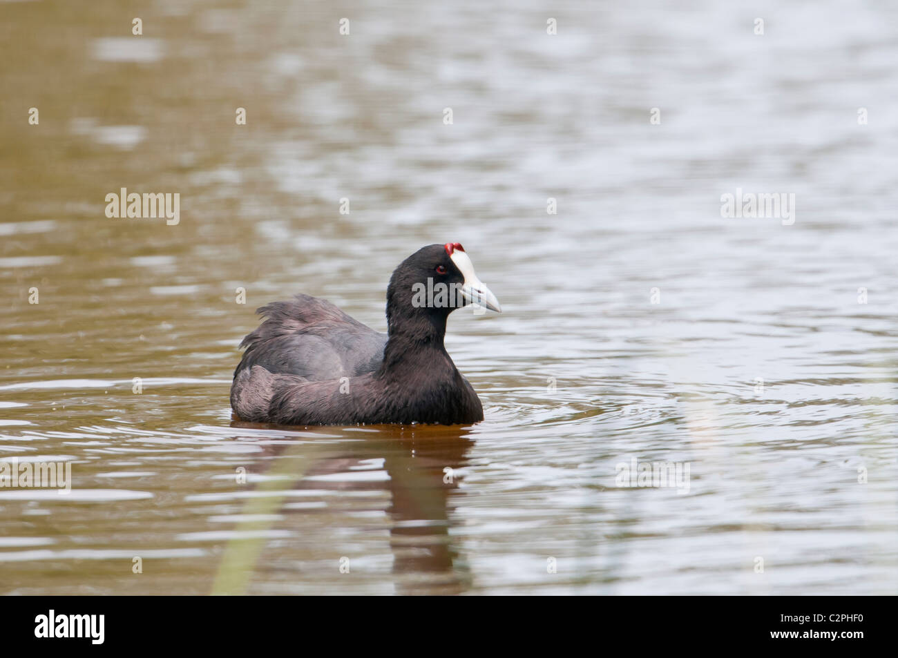 Kammblässhuhn, Fulica Cristata, rot-genoppten Wasserhuhn, Albufera Stockfoto