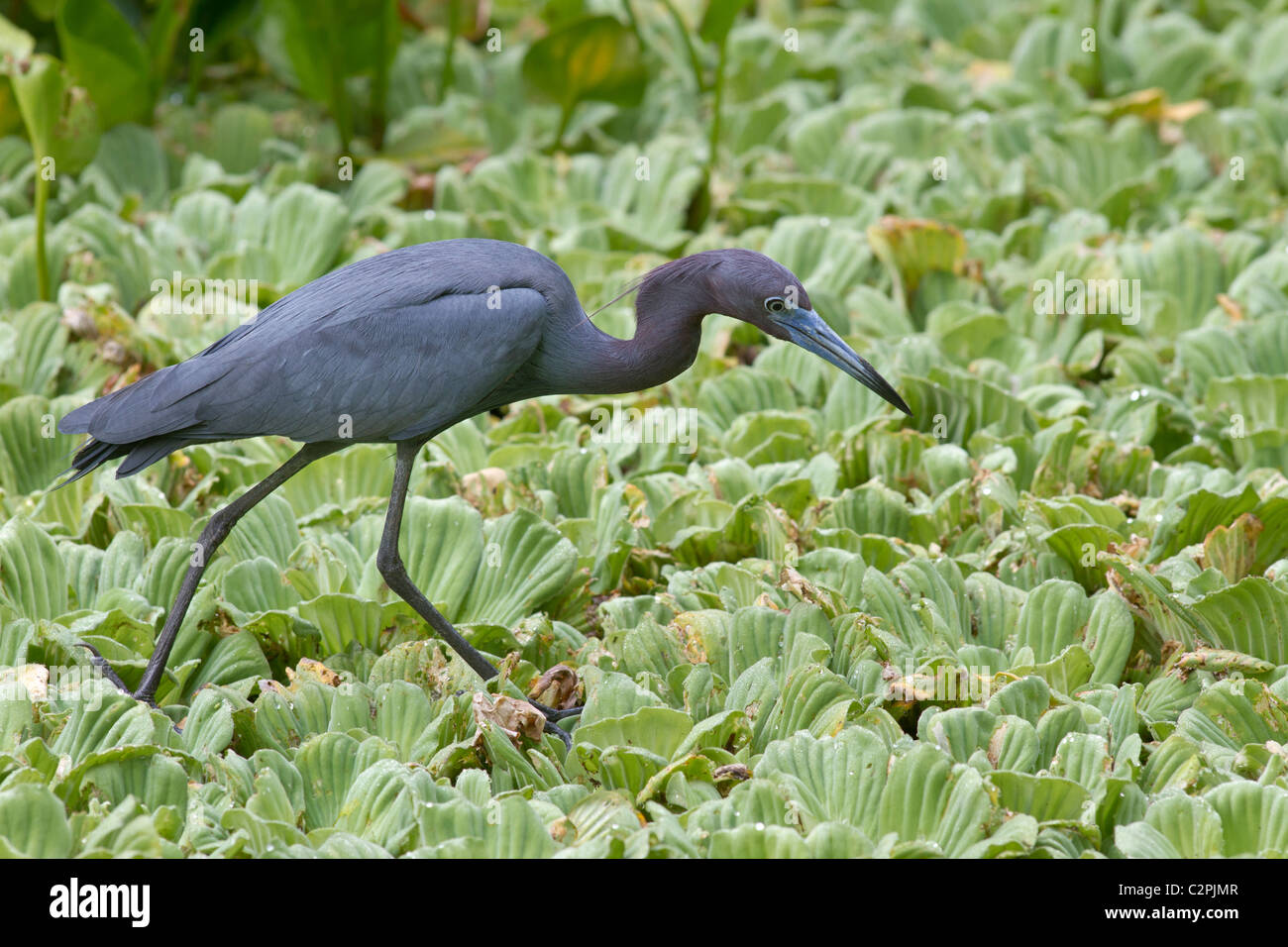 Kleine blaue Reiher, Egretta Caerulea, Corkscrew Swamp Wildlife Refuge, Florida, USA Stockfoto