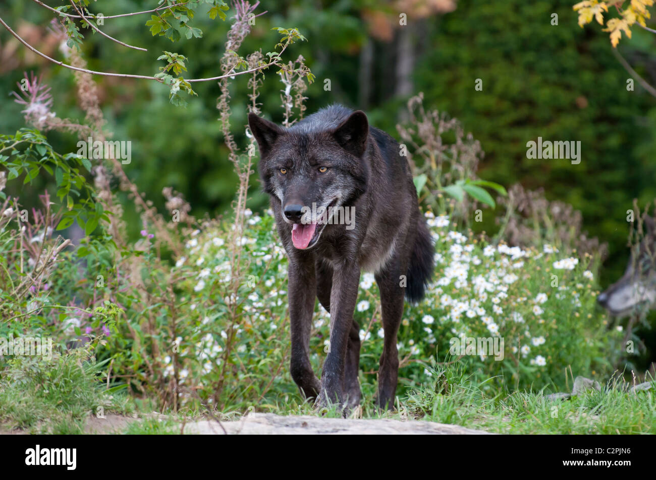 Timber wolf canis lupus lycaon Fotos und Bildmaterial in hoher