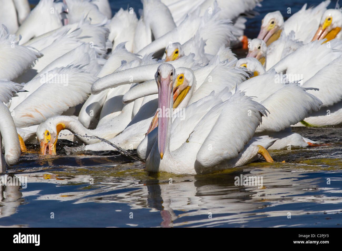 Amerikanischer weißer Pelikan, Pelicanus Erythrorhynchos, Ding Darling Wildlife Refuge, Sanibel, Florida, USA Stockfoto