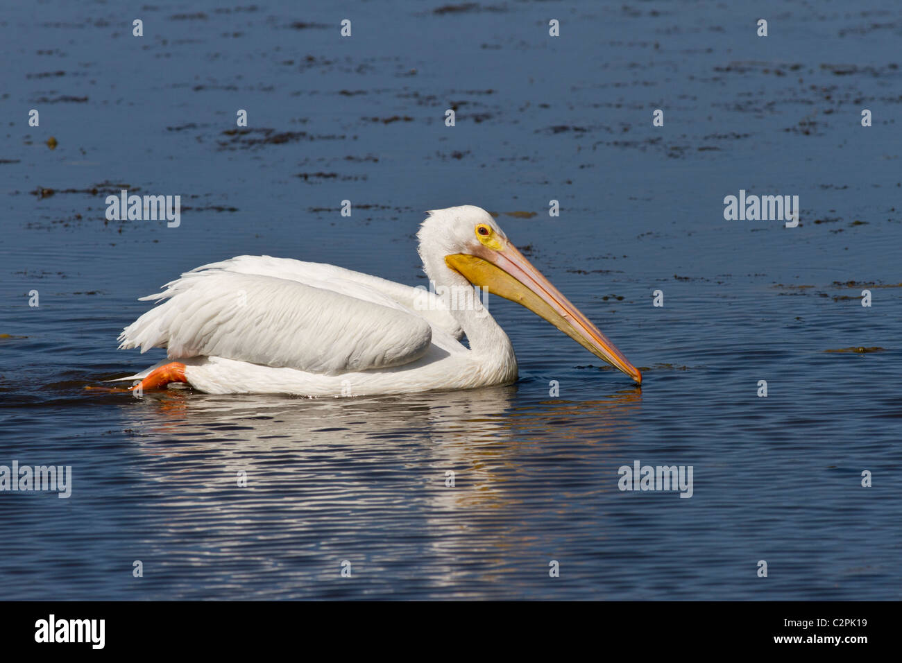 Amerikanischer weißer Pelikan, Pelicanus Erythrorhynchos, Ding Darling Wildlife Refuge, Sanibel, Florida, USA Stockfoto