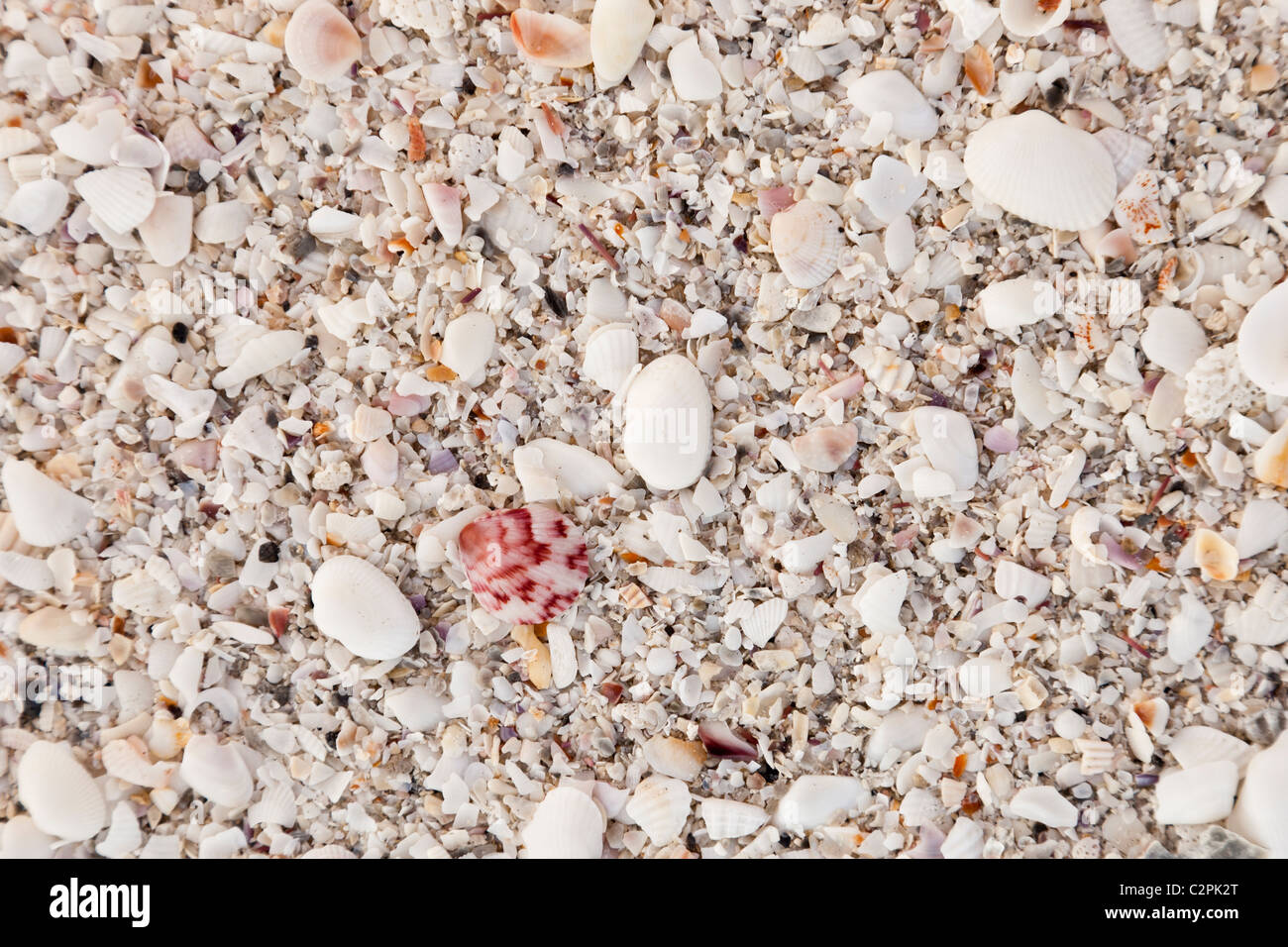 Kaputte Muscheln am Strand, Sanibel Island, Florida, USA, berühmt für seine Muscheln. Stockfoto