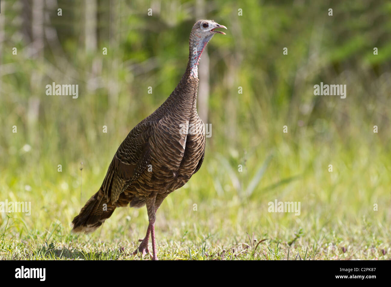 Wilder Truthahn, Meleagris Gallopavo, Big Cypress Swamp, Florida, USA Stockfoto