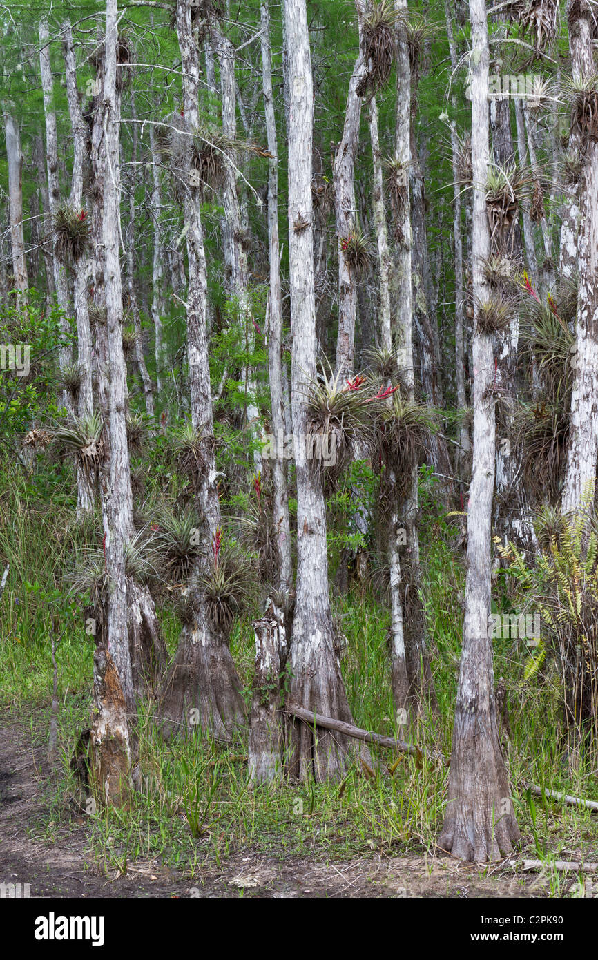 Kahle Zypresse Bäume und Bromelien, Tillandisia Arten, in Big Cypress Swamp, Florida, USA Stockfoto