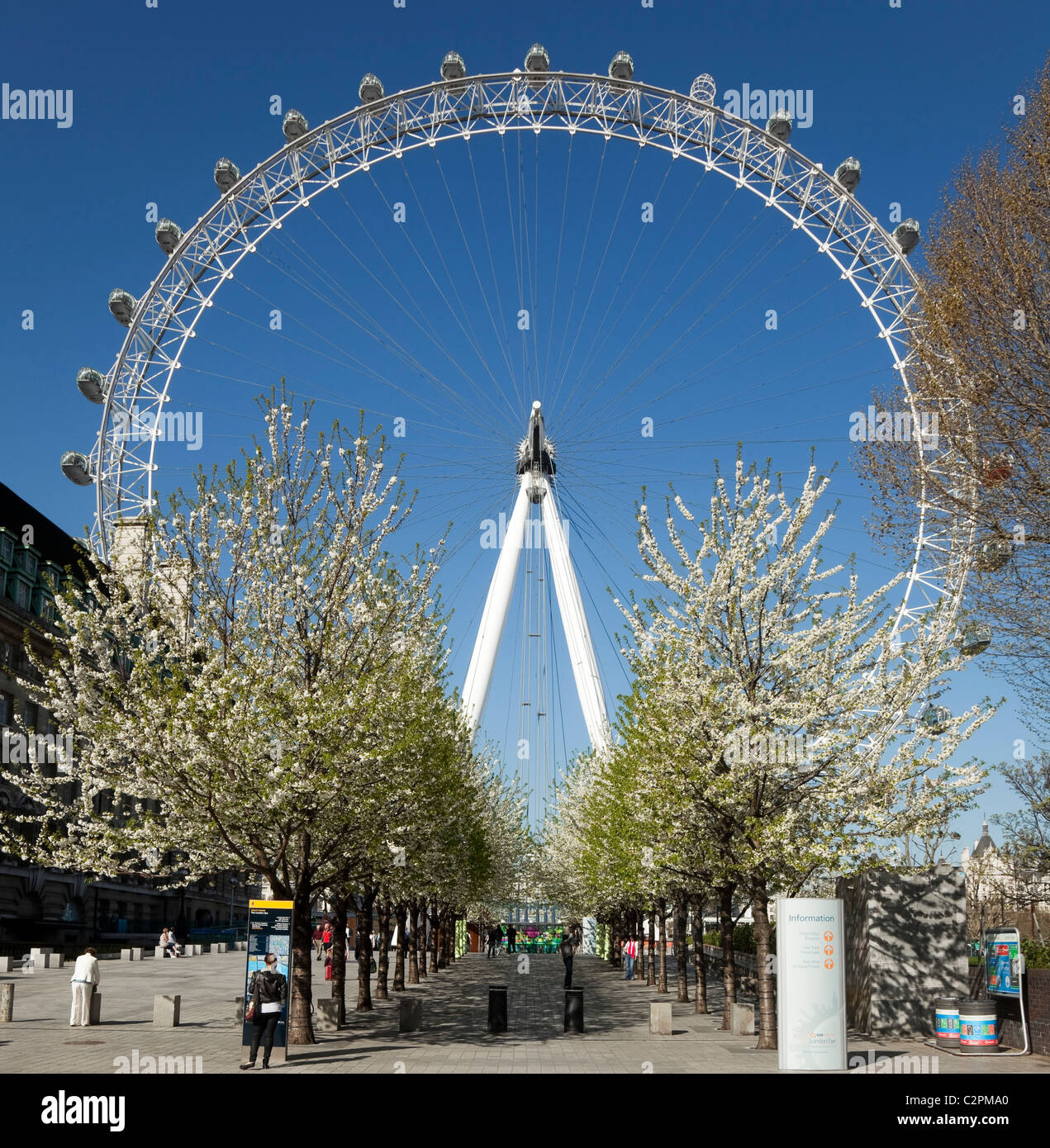 Das London Eye am Südufer der Themse mit Blüte im April Stockfoto