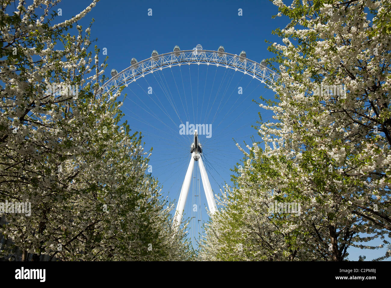 Das London Eye am Südufer der Themse mit Blüte im April Stockfoto