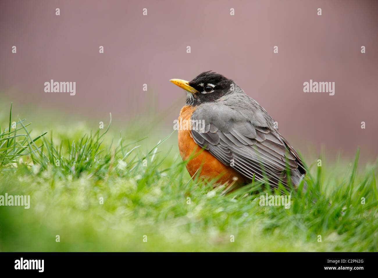 American Robin (Turdus Migratorius Migratorius), östliche Unterart, Männlich, die Nahrungssuche in der Wiese Stockfoto