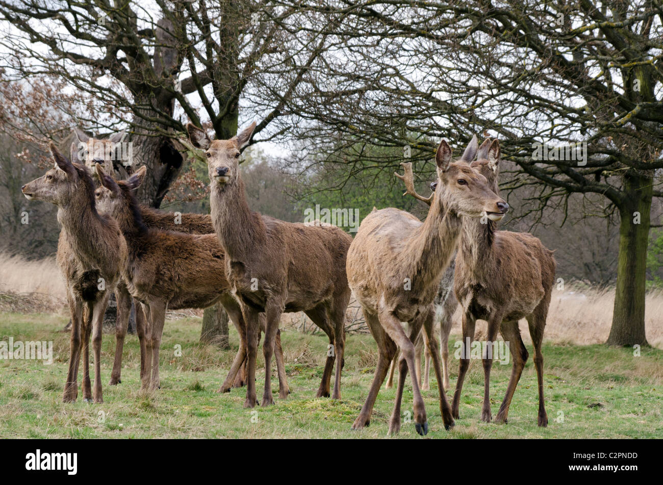 Hirsche im Richmond Park, London, England, Großbritannien, UK Stockfoto