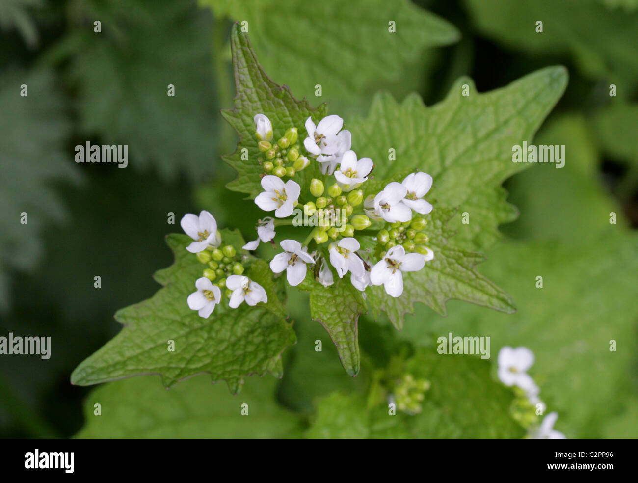 Jack von der Hecke oder Knoblauchsrauke Alliaria Petiolata, Brassicaceae Stockfoto