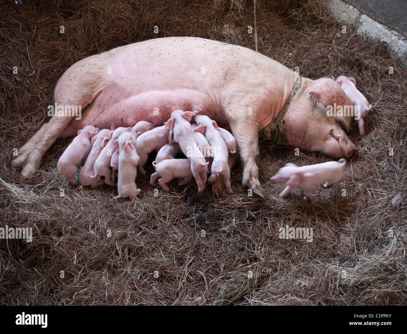 Ein weibliches Schwein Krankenschwestern ihre 14 Ferkel in einer Scheune in San Franciso El Alto, Guatemala, Mittelamerika. Stockfoto