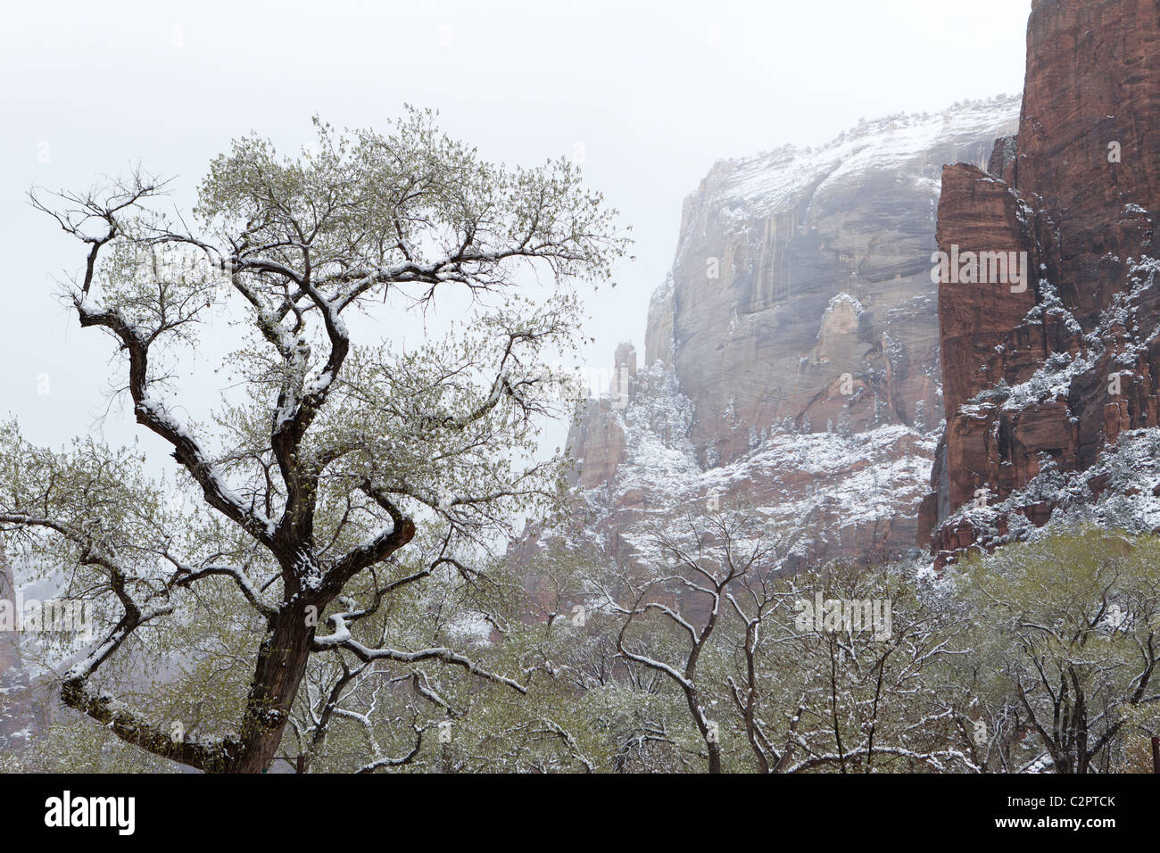 Winter im Zion Canyon (Utah, USA) Stockfoto
