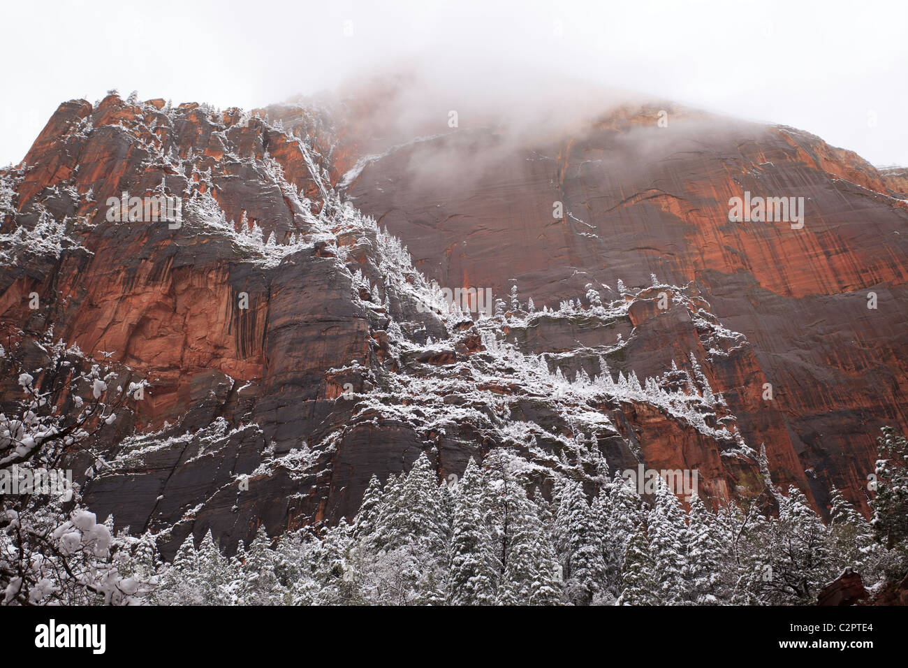 Bäume mit Schnee an den Wänden des Zion Canyon in Utah (USA) bestäubt Stockfoto