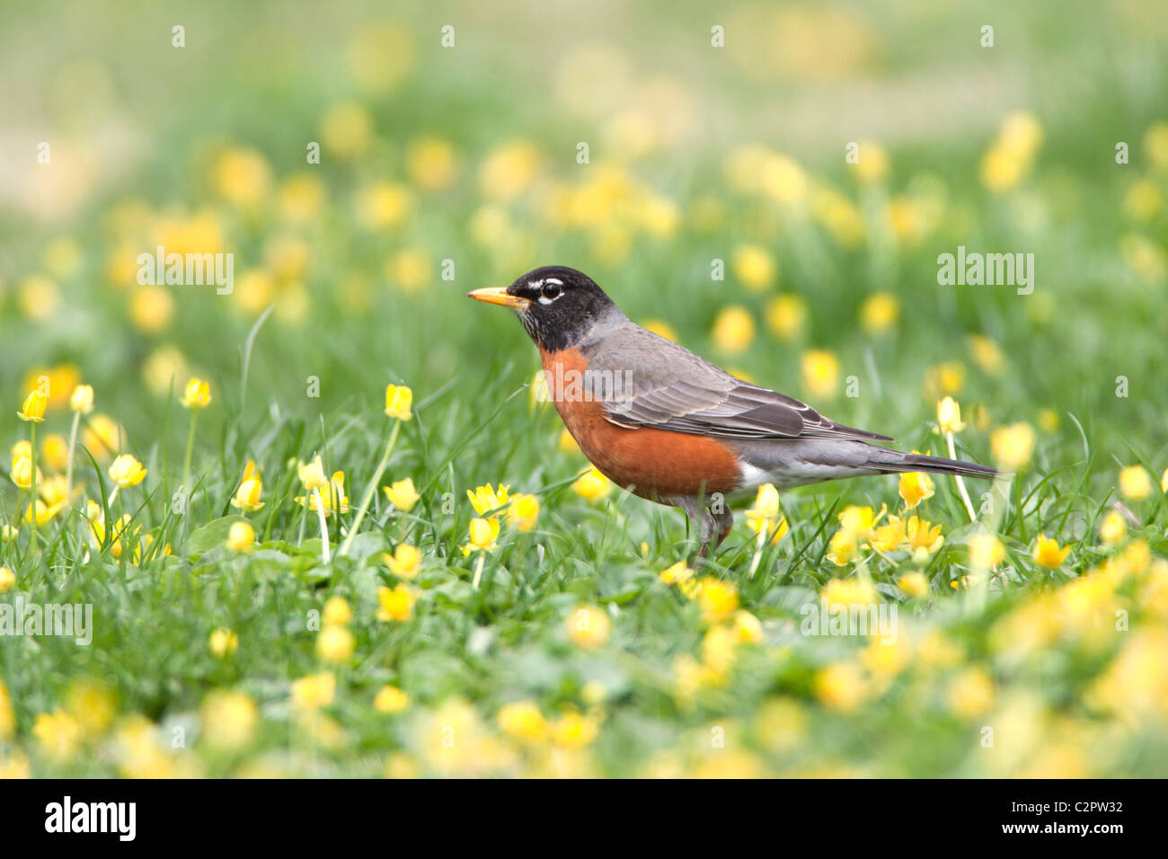 Amerikanischer Robin in Hahnenfuß Blumen Stockfoto