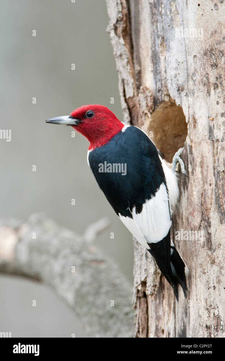 Red-headed Woodpecker an Bruthöhle Stockfoto
