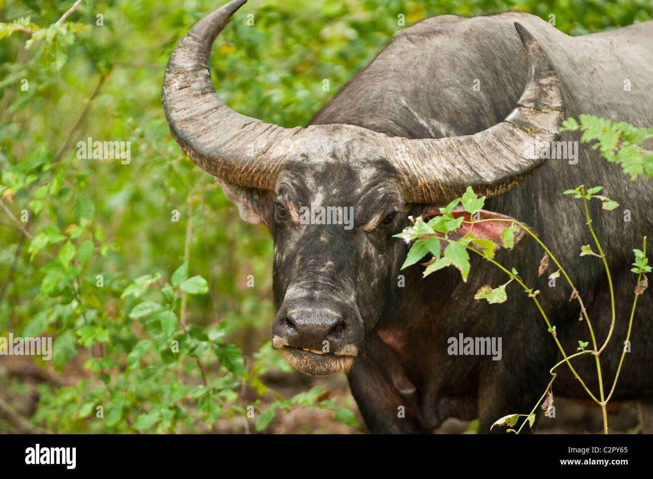 Wasserbüffel, Rinca, Komodo National Park, Indonesien Stockfoto