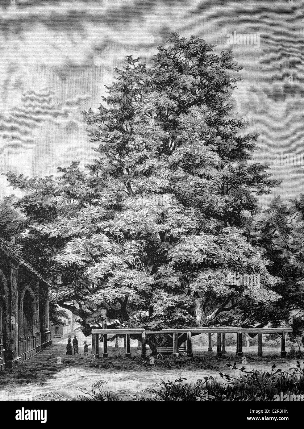 Riesigen Linde auf dem Friedhof in Annaberg, historische Abbildung, ca. 1886 Stockfoto