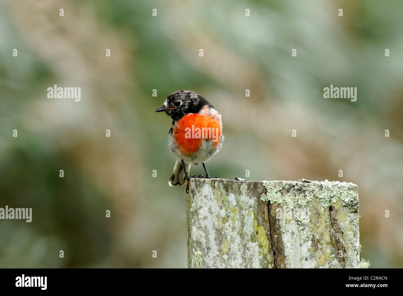 Männliche Scarlet Robin Red-breasted australische Robin (Petroica Boodang) stehend auf einem Zaunpfahl, Süd-West Australien Stockfoto