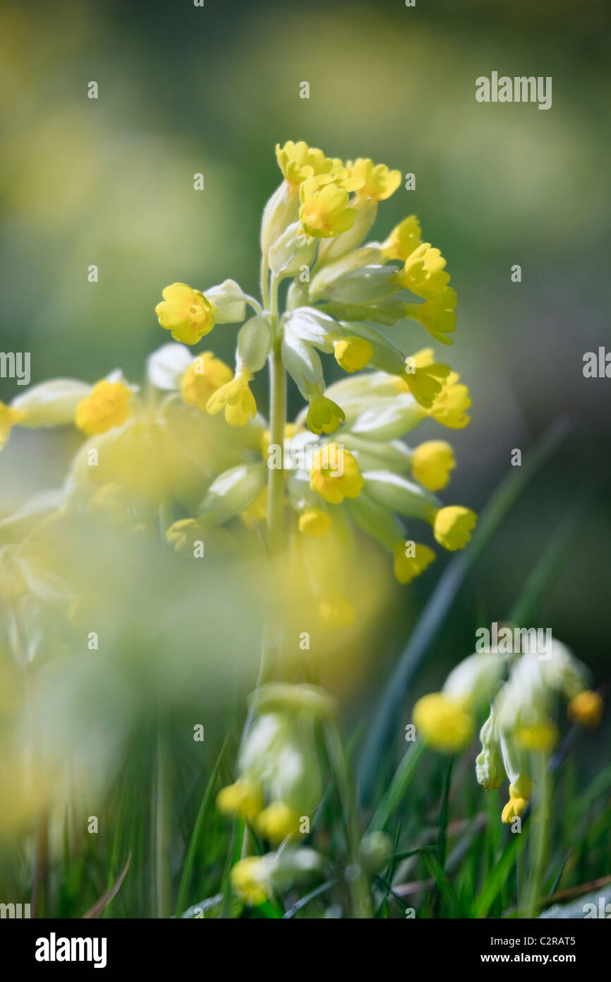 Cowslips (Primula Veris) in Nahaufnahme. Wales, Großbritannien, Großbritannien Stockfoto